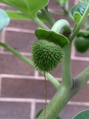 Datura wrightii