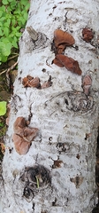 Auricularia auricula-judae