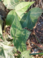 Passiflora suberosa