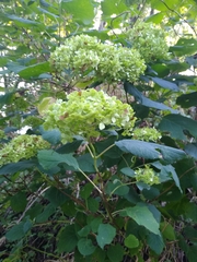 Hydrangea arborescens