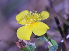 Hypericum tetrapetalum