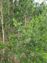 Melaleuca ericifolia