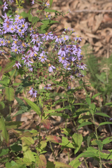 Symphyotrichum shortii