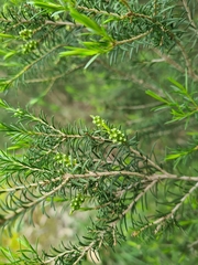 Melaleuca ericifolia