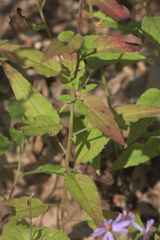 Symphyotrichum shortii