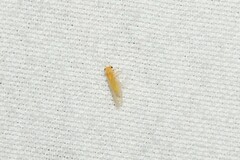 Cacopsylla annulata