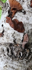 Auricularia auricula-judae