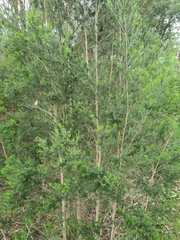 Melaleuca ericifolia