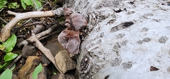 Auricularia auricula-judae