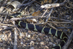 Lampropeltis californiae