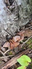 Auricularia auricula-judae