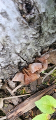 Auricularia auricula-judae