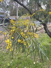 Acacia saligna