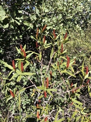 Colliguaja integerrima