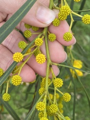 Acacia saligna