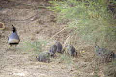 Callipepla gambelii