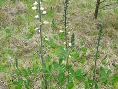 Baptisia alba