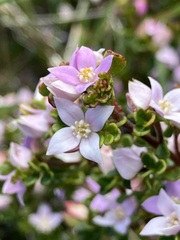 Boronia algida