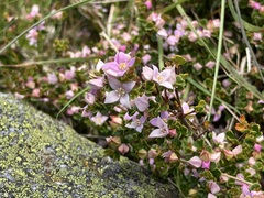Boronia algida