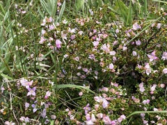 Boronia algida