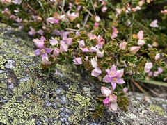 Boronia algida