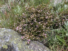 Boronia algida