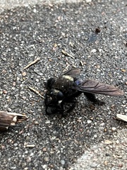 Mallophora leschenaulti