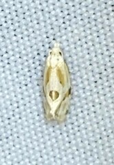 Aethes angustana