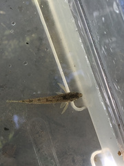 Etheostoma nigrum