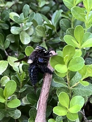 Mallophora leschenaulti