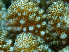 Pocillopora