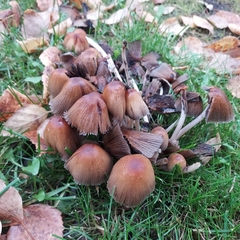 Coprinellus micaceus