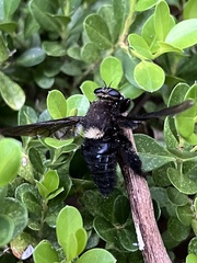 Mallophora leschenaulti