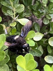 Mallophora leschenaulti