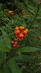 Asclepias curassavica image