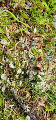 Peltigera leucophlebia