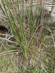 Machaerina articulata