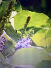 Neustanthus phaseoloides