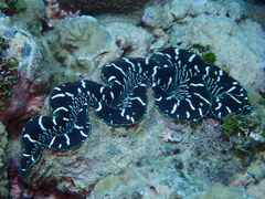 Tridacna maxima