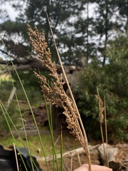 Machaerina articulata