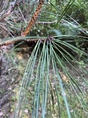 Pinus nigra