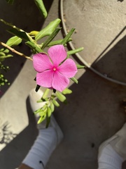 Catharanthus