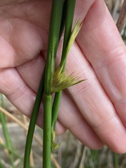 Machaerina articulata