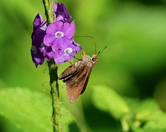 Asbolis capucinus