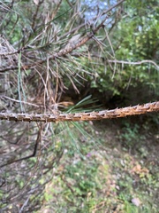 Pinus nigra