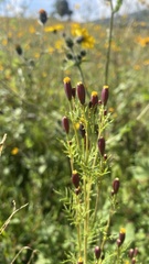 Tagetes