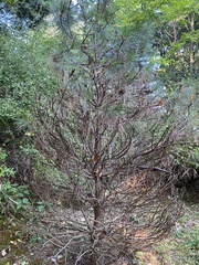 Pinus nigra
