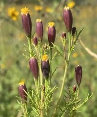 Tagetes