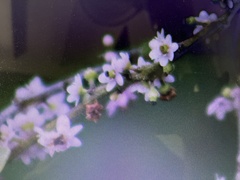 Ilex pubescens