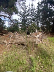 Machaerina articulata